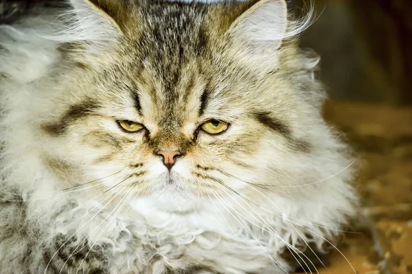Speelse langharige kitten Perzische chinchilla grijze kleur. Thuis huisdier. Stoute kat. — Stockfoto