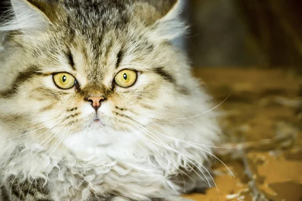 Gatinho de cabelos longos brincalhão Persa chinchila cor cinza. Animal de estimação. Gato maroto . — Fotografia de Stock