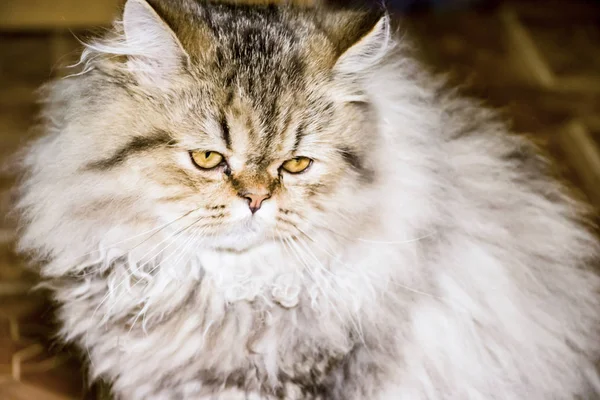 Gatinho de cabelos longos brincalhão Persa chinchila cor cinza. Animal de estimação. Gato maroto . — Fotografia de Stock