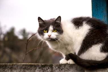 Uyuyan siyah ve beyaz kedi gökyüzüne karşı bir çitin üzerinde oturuyor..