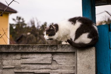 Uyuyan siyah ve beyaz kedi gökyüzüne karşı bir çitin üzerinde oturuyor..