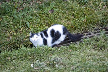Kabarık, çok renkli bir kedinin görüntüsü. Hayvan kalın, uzun yeşil bir çimlerin üzerinde uzanıyor. Evcil hayvan.