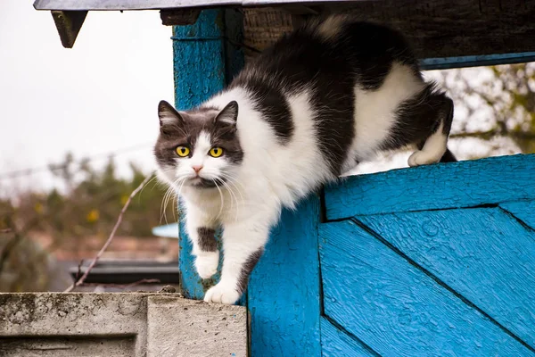 空に対してフェンスの上に眠る黒と白の猫. — ストック写真