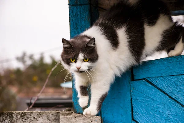 睡梦中的黑白相间的猫坐在空中的栅栏上. — 图库照片