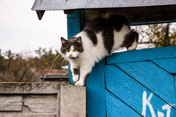 空に対してフェンスの上に眠る黒と白の猫. — ストック写真