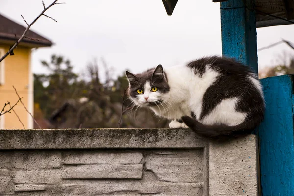 空に対してフェンスの上に眠る黒と白の猫. — ストック写真