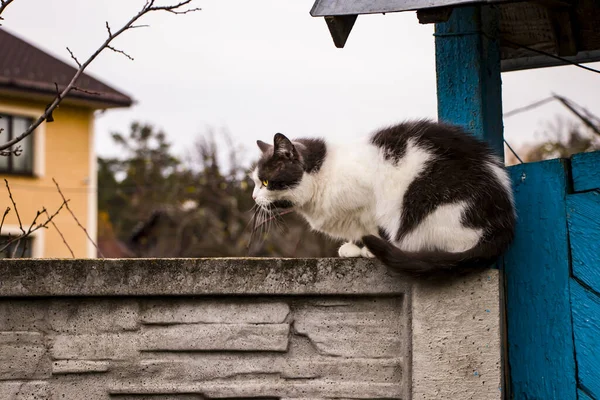 空に対してフェンスの上に眠る黒と白の猫. — ストック写真