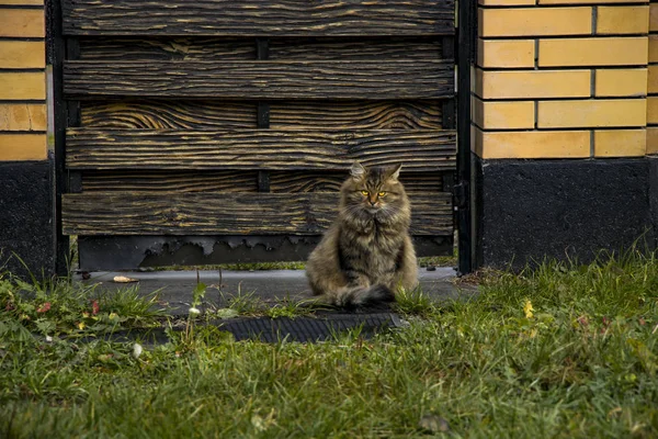 Das Bild einer großen, flauschigen, bunten Katze. Das Tier liegt in einem dicken hohen grünen Gras. Heimtier. — Stockfoto