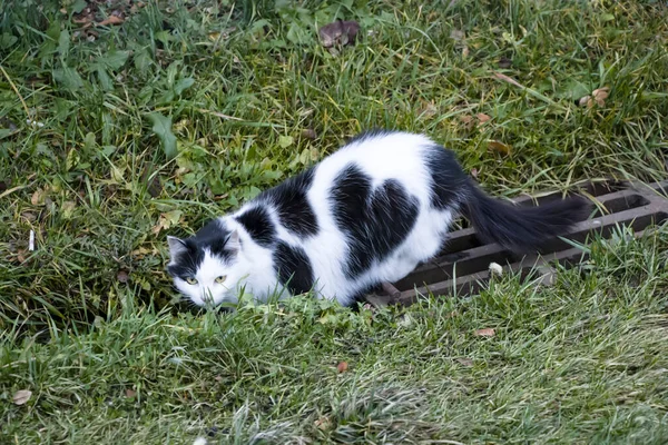 Una imagen de un gran gato mullido multicolor. El animal yace en una espesa hierba verde alta. Mascotas . — Foto de Stock