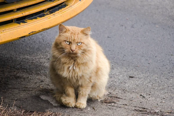 車の赤いバンパーの近くに非常に深刻な赤い猫. — ストック写真