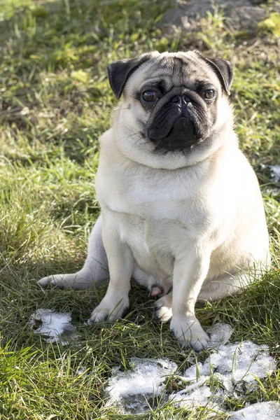 Nahaufnahme einer französischen Bulldogge auf dem Rasen mit dem ersten Schnee. Lieblingstier. Welpenfreude. — Stockfoto