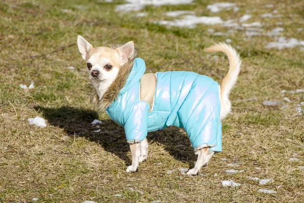 Chihuahua in Winterkleidung. Hund beim Gassigehen. Niedliche Hündin. Vertrauter Freund. — Stockfoto