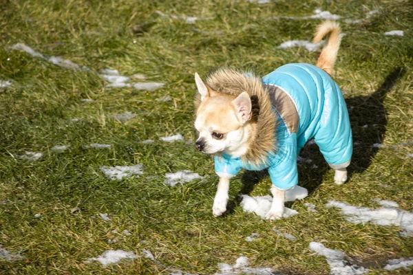 Chihuahua冬服で。散歩中の犬。可愛い犬め信頼できる友人. — ストック写真