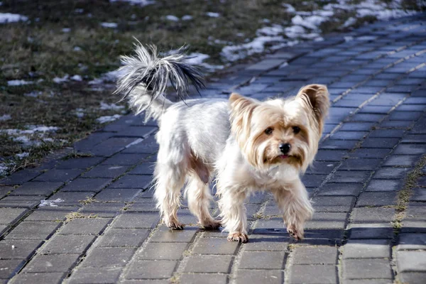 Cairn terrier. Hund på en promenad. Söt hund. Tillförlitlig vän. — Stockfoto