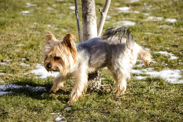 Cairn Terrier. Um cão a passear. Cãozinho giro. Amigo de confiança . — Fotografia de Stock