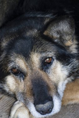 Alman kurdu. Çok üzgün bir köpek sahibini bekliyor. Zincirlenmiş yalnız bekçi köpeği. Yalnızlık kavramı. Hachiko..