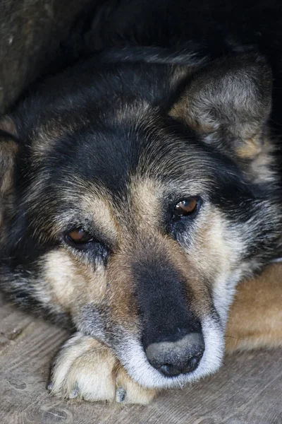 Pastor Alemán. Un perro muy triste está esperando a su dueño. Un perro guardián solitario en una cadena. El concepto de soledad. Hachiko. . — Foto de Stock