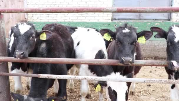 Bezerros Jovens Bonitos Galpão Fazenda Bezerros Estábulo Quinta Leiteira Bezerros — Vídeo de Stock