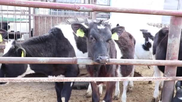 Милі молоді телята на фермі. Колючки в коров'ячому саду на молочній фермі. Колючки стоять на підставці на фермі . — стокове відео