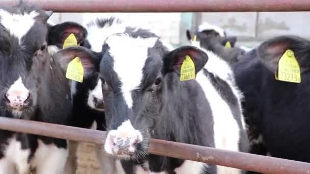 農場の牛小屋でかわいい若い子牛。酪農場の牛小屋で子牛.子牛は農場の屋台に立つ. — ストック動画