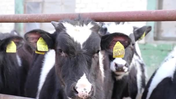 Roztomilá mláďata v kravíně. Telata v kravíně na mléčné farmě. Telata stojí na stánku na farmě. — Stock video