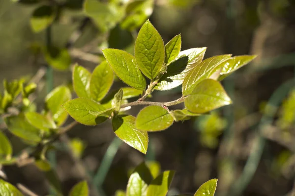 Vårgren Med Första Blad Vårkvistar Med Vackra Ljusgröna Blad Suddig — Stockfoto