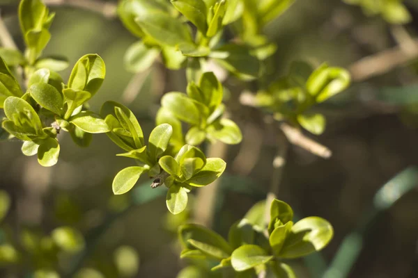 Vårgren Med Första Blad Vårkvistar Med Vackra Ljusgröna Blad Suddig — Stockfoto