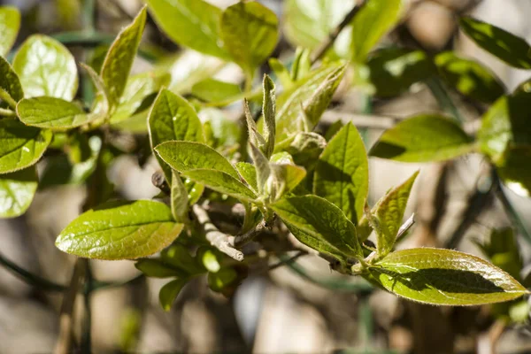 Vårgren Med Första Blad Vårkvistar Med Vackra Ljusgröna Blad Suddig — Stockfoto