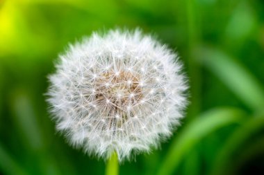 Beyaz çiçekli karahindiba. Arka plan bulanık. Bitki tohumları. Esrar. Tasarım kavramı. Yakın plan..