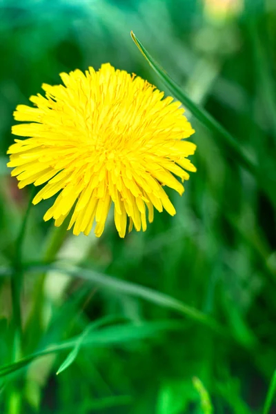 Yellow flowering dandelion. Blurred background. Wine Dandelions. Concept for design. Close-up.