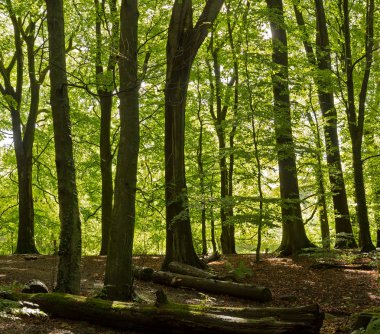 Tipik İngiliz yaprak döken orman