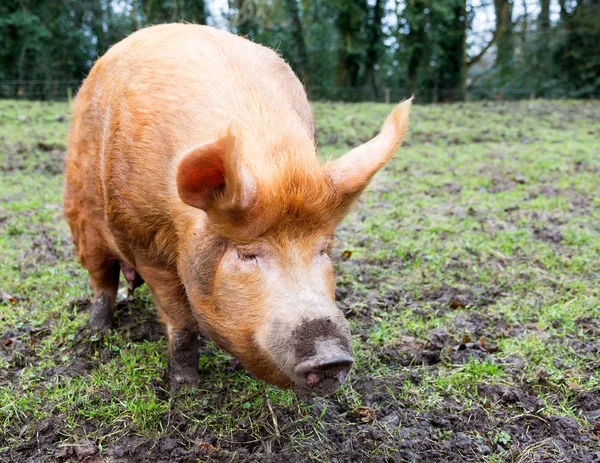Tamworth pig in a muddy field — Stock Photo, Image