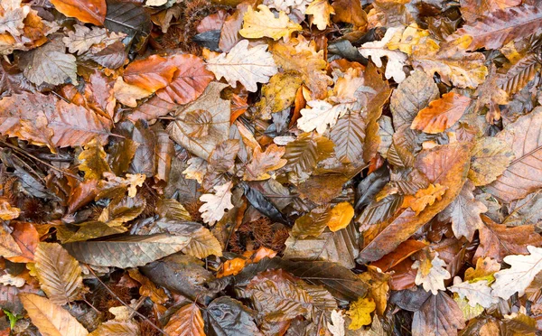 Folha de cama no chão da floresta — Fotografia de Stock