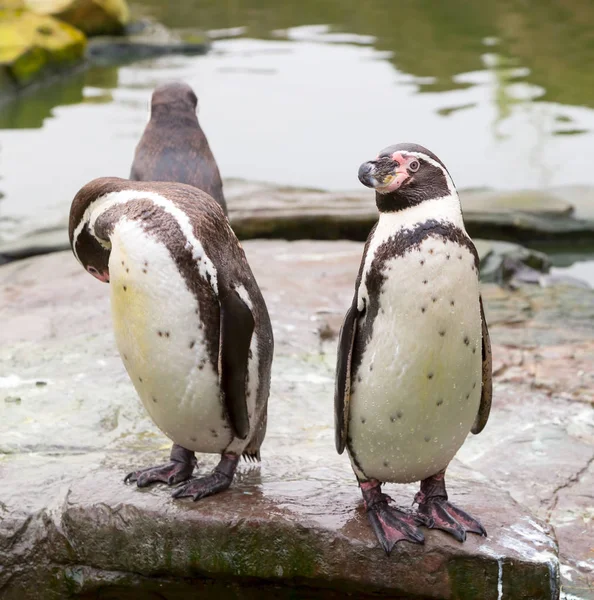 Pingouins Humboldt debout sur un rocher — Photo