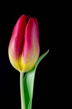 Siyah bir arka plan üzerinde kırmızı ve Sarı Lale