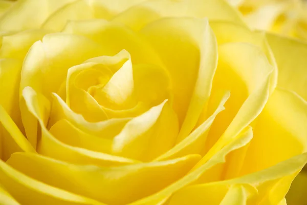 Immagine ravvicinata di rosa gialla — Foto Stock