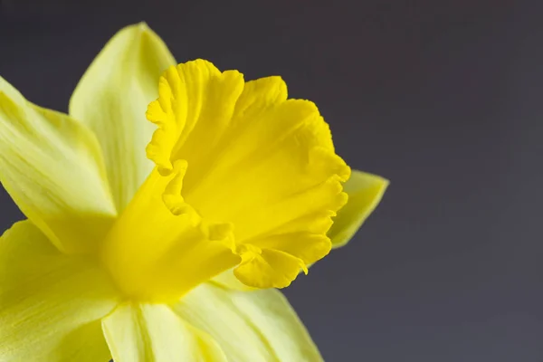 Fechar imagem de amarelo daffodil — Fotografia de Stock