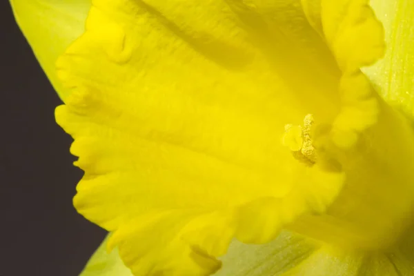 Close up image of yellow daffodil — Stock Photo, Image