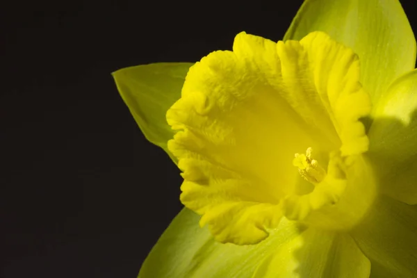 关闭的形象是黄色的水仙花 — 图库照片