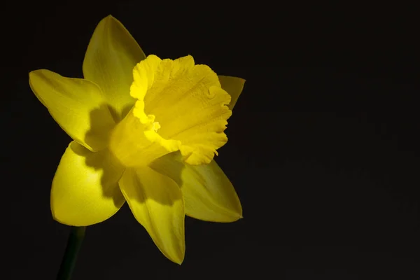 Close up image of yellow daffodil with directional lighting — Stock Photo, Image