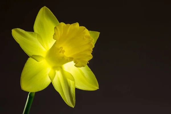 Imagem de close-up de narciso amarelo com iluminação traseira — Fotografia de Stock