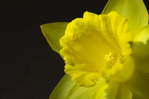 Immagine ravvicinata di narciso giallo Fotografia Stock