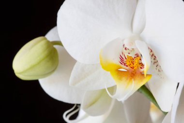 Phalaenopsis, güve orkide çiçek siyah arka plan üzerine kapatın