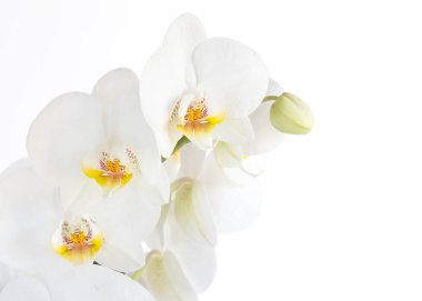 Phalaenopsis, güve orkide çiçekleri beyaz arka plan üzerinde kapatın