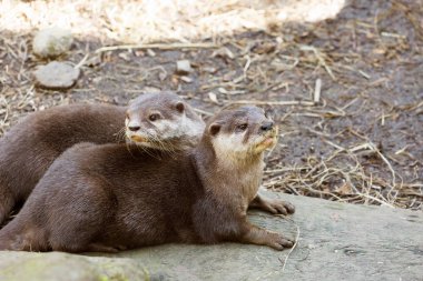 Kayanın üzerinde dinlenme Avrasya su samuru (Lutra lutra)