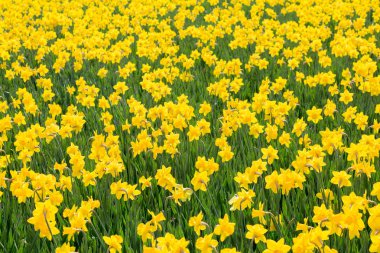 Parlak Sarı Nergislerin Güneşteki Sahası