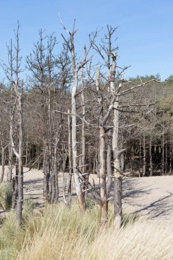 Ölü newborough Anglesey Kuzey Galler, çam ağaçları