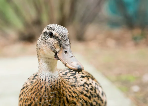 Portrait rapproché d'un canard colvert femelle — Photo