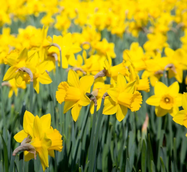 Pole jasně žlutých daffodilů na slunci — Stock fotografie
