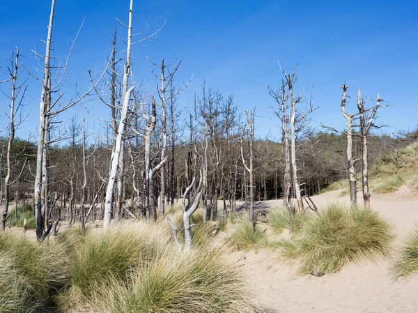 Dead pine trees at newborough in Anglesey North Wales — Stock Photo, Image